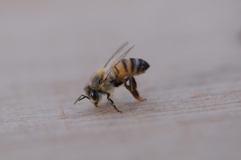 L'abeille native Rwandaise / The native Rwandan bee.