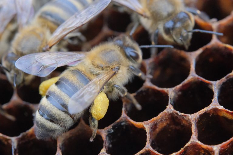 Abeille avec les pelotes de pollen / Bee with pollen balls.