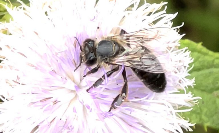 L'abeillle noire / The black bee.