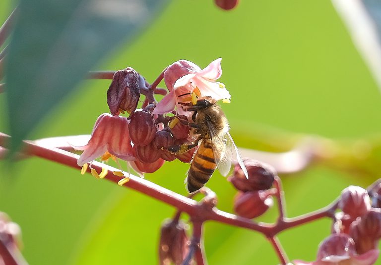 L'ouvrière sur une fleur de manioc / The worker bee on the cassava leaf.