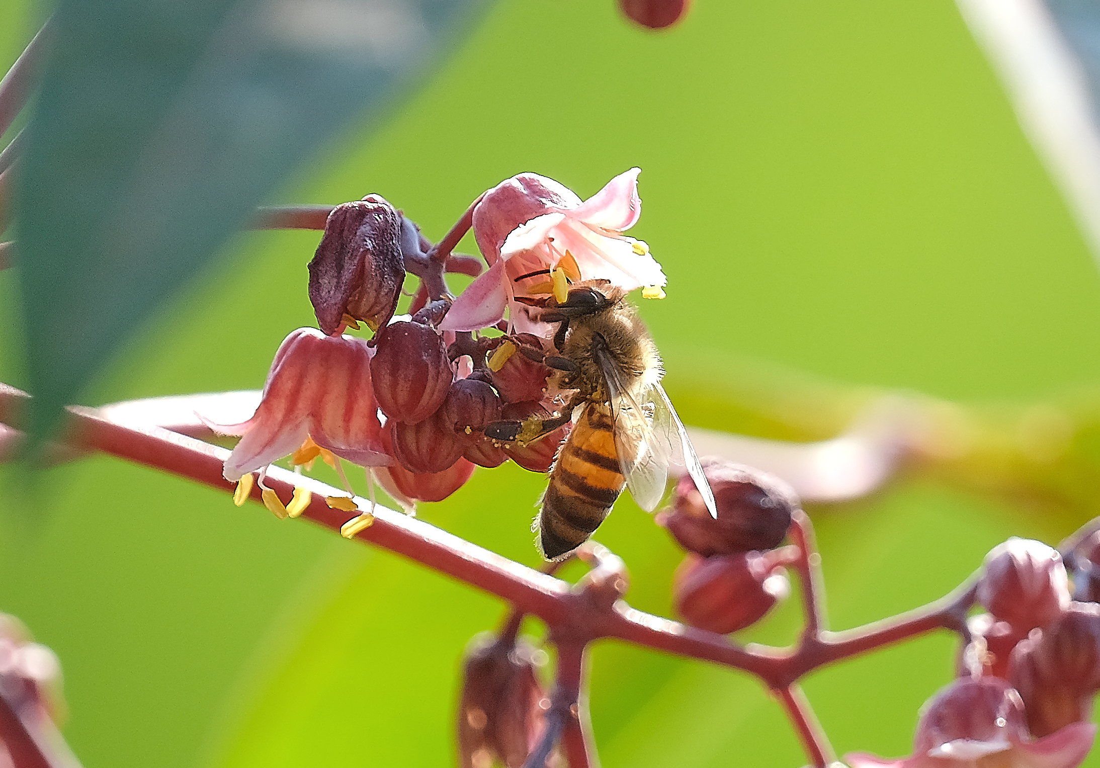 L'OUVRIERE SUR UNE FLEUR DE MANIOC