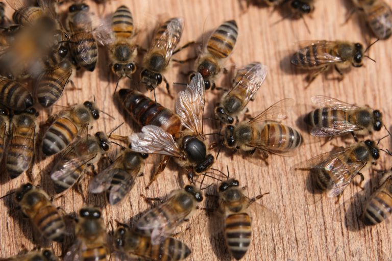 La reine d'abeilles et ses ouvrières / The queen bee and her workers.