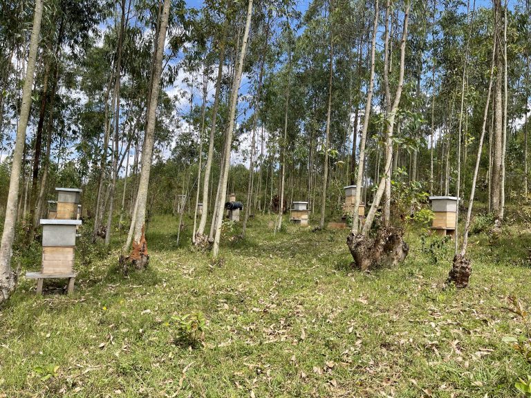 Un de nos ruchers / One of our apiaries.