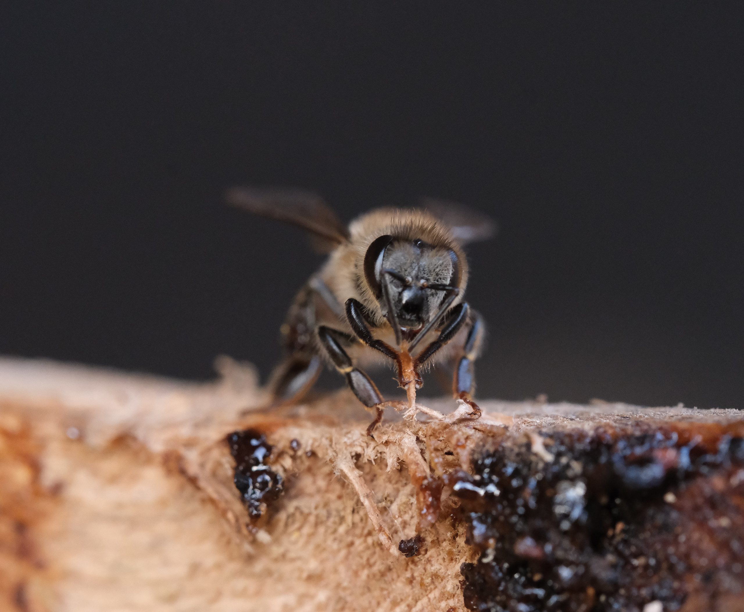 L' ABEILLE NATIVE